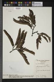 Image result for Brachystegia longifolia
