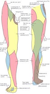 A patient's guide to hip anatomy. Anterior Cutaneous Branches Of The Femoral Nerve Wikipedia