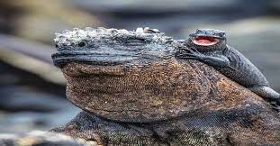 Baby Iguana Hanging Out With Its Mom Natureisfuckinglit Lizard Marine Iguana Iguana