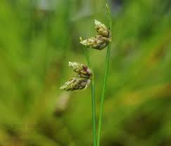 Image result for Isolepis setacea