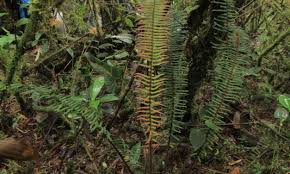 Image result for Blechnaceae