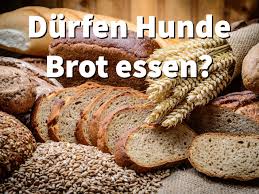 Durfen Hunde Brot Essen Vorsicht Bei Frischem Brot Aus Sauerteig Hefeteig Hund Brot Essener Brot Essen