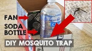 Small yet effective fly killer. How To Get Rid Of Mosquitoes Inside The House Home Remedies Bugwiz