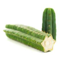 I fertilized them last week and i don't add sand to the cacti mix since it tends to compact overtime, what i do add is more pumice or also does anyone have a recommendation on how deep san pedros should be planted? San Pedro Echinopsis Pachanoi Zamnesia