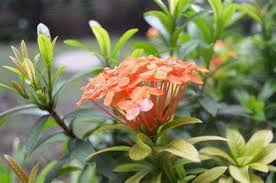 RRI.co.id - Bunga Asoka: Keindahan dan Manfaat kesehatan