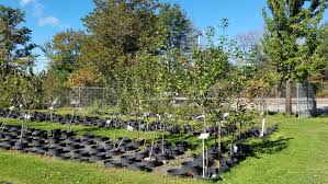 Although fruit trees can be planted from seed, the resulting trees won't necessarily produce fruit that's good to eat. Fall Is The Time To Plant Fruit Trees Wgme
