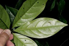 Image result for Ritchiea capparoides