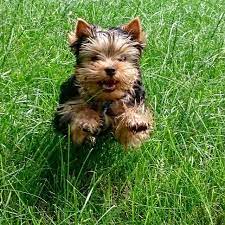 laraferara on instagram dog yorkshireterrier york chlensemi pyos jorik jork jorkshirskijterer sobaka yorkshireterrier