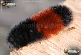 Huge collection, amazing choice, 100+ million high fluffy the caterpillar in the sand, the caterpillar of the moth on the ground fluffy the caterpillar in. Banded Woollybear Caterpillar Moth Pyrrharctia Isabella