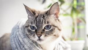 This is natural and not. Do American Shorthairs Shed My British Shorthair