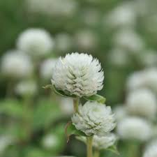 Image result for Gomphrena globosa