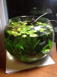 Riparium Fish Bowl Google Search Best Fish For Aquaponics Indoor Water Garden Planted Aquarium