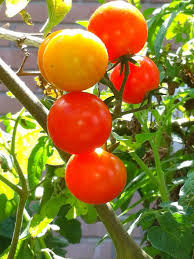 What to do with cherry tomatoes from the garden. Freezing Cherry Tomatoes Hgtv