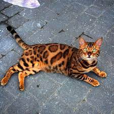 What we do discover rspca nsw adoptions, community programs, education, training and veterinary services, plus learn about animal care, safety and welfare. Die 86 Besten Ideen Zu Bengalkatze In 2021 Bengalkatze Bengal Katzchen Katzen