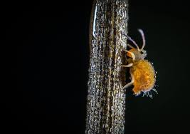 Spray it right in the bag the ladybugs come in, as soon as you open it. What Do Ladybugs Eat Lets Find Out School Of Bugs