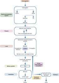 In many cases, this can be related to the amount of circulating oestrogen. Liver Diseases Basicmedical Key