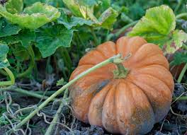 But, if you guessed that they weigh the same, you're wrong. Pumpkin Trivia 30 Fun Facts About Pumpkins Hip Mama S Place
