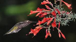 The wayne's silver has twiggier stems and a more rigid mounding habit. Carman S Grey California Fuchsia Mixing California Native With Non Native Plants Ep14 Youtube