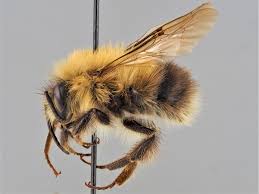 Image result for Bombus cingulatus