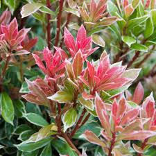 Image result for Pieris japonský little heath obrázek