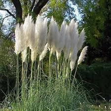 Pampas Ornamental Grass Seeds Urban Farmer Seeds Grasses Landscaping Pampas Grass Seed Tall Grass Landscaping