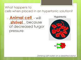 A hypertonic solution has more osmotic pressure (fewer water molecules) than the adjacent solution or cellular contents. Cells Ppt Download