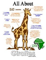 I Also Adore Giraffes At All Stages Of Their Lives They Are Gentle Giants Who Are Mute I Could Respect That By African Animals Giraffe Zoo Animals Preschool