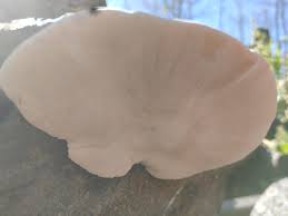 Image result for Ischnoderma resinosum