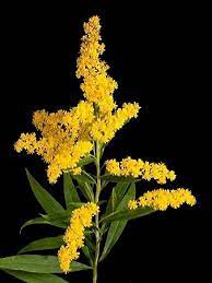 Goldenrod Solidago Speciosa Goldenrod Flower Kentucky State Flower Flowers
