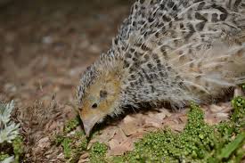 Maybe you would like to learn more about one of these? Burung Puyuh Taksonomi Morfologi Ciri Jenis Reproduksi