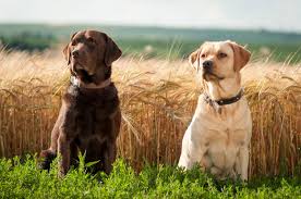 Lab puppies mother, and father video. Sixgun Labradors
