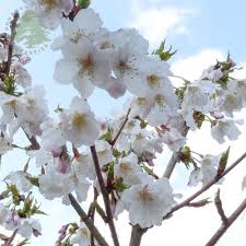 Check out this video with awesome examples of bonsai cherry trees brush the inside of the flowers to help move the pollen from the small stems inside the flower onto the central stem. Prunus Brilliant White Dwarf Patio Flowering Cherry Tree 3 4ft Supplied In A 5 Litre Pot Home Garden Store Gardening Silverstone Com Pl