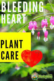The Bleeding Heart Plant Care Essentials Plant Care Bleeding Heart Plant Plants