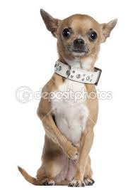 Chihuahua Porte Collier 2 Ans Et Demi Vieux Assis En Face De Fond Blanc Chihuahua White Background Animals