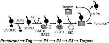 Due to high specificity there's less potential for protein to interrupt the normal biological processes. The Small Ubiquitin Like Modifier Sumo Protein Modification System In Arabidopsis Journal Of Biological Chemistry