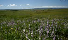 Wildflower Hikes and Trips in Northeastern Oregon