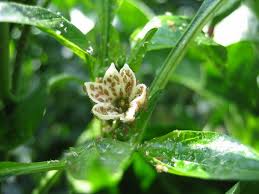 Biological control of pests and diseases is a method of controlling pests and diseases in agriculture that relies on natural predation rather than introduced chemicals. Strategies For Aphid Control In Sweet Peppers