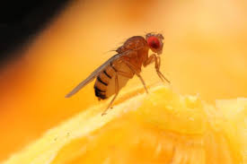 how to kill fruit flies and get rid of