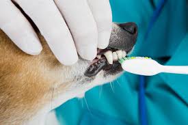 See more ideas about dentist humor, dentist, dental humor. Pet Dental Exams Veterinary Dentist In San Francisco