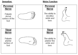 Clinical Guidelines Nursing Neurovascular Observations