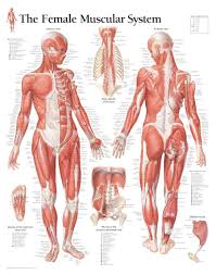 We'll also learn some fun facts. Female Muscular System Chart Female Anatomy Reference Human Anatomy Female Human Body Anatomy