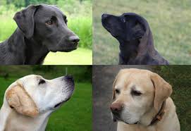 American Lab Vs English Lab Do You Know The Differences Labradorretriever English Labrador Labrador Retriever Labrador