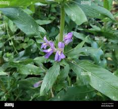 Image result for Hygrophila schulli