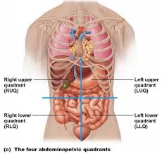 Learn about quadrant anatomy with free interactive flashcards. Four Abdominopelvic Quadrants