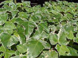 アイビー ヘデラ の育て方 植え替えや剪定 枯れる原因は Horti ホルティ By Greensnap