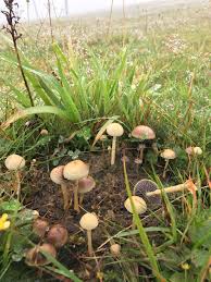 Mushroom identification & identifier is your personal assistant in the woods. Id Request Are These Cow Shit Mushrooms Magic Shroomers
