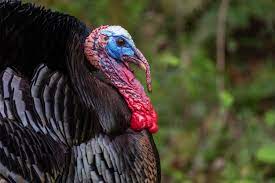 While a young female turkey is named as jenny. What S A Turkey Wattle For Anyway Forest Preserve District Of Will County