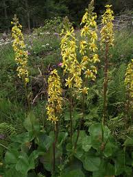 Image result for Ligularia sibirica
