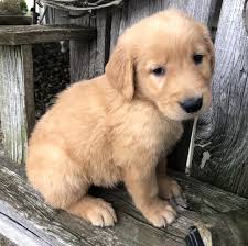Our puppies are upto date on all shots and vaccines. Golden Retriever For Adoption Golden Retriever Puppies For Sale Craigslist