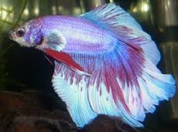 If you have the abundant time, resources, knowledge, and commitment that breeding. Different Color Variations Of Betta Fish Fish Care